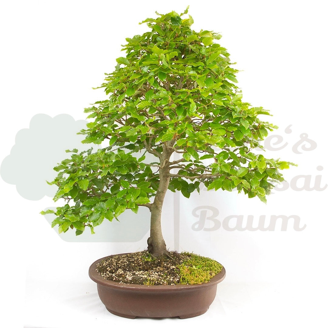 Rotbuche 'Fagus sylvatica'